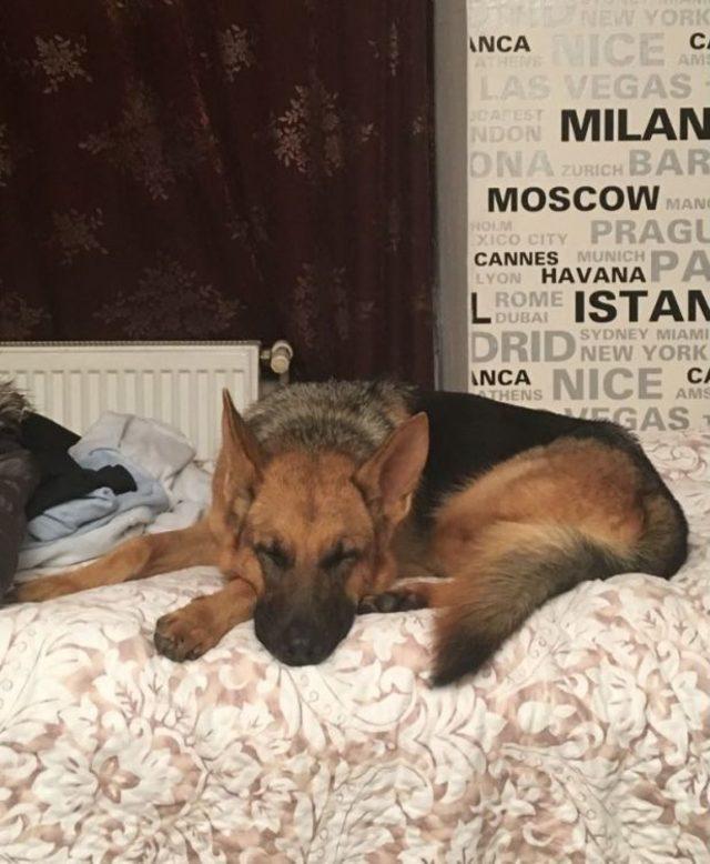 Kaybolan K&ouml;peği Bulana 5 Bin Tl &Ouml;d&uuml;l Koydu 1