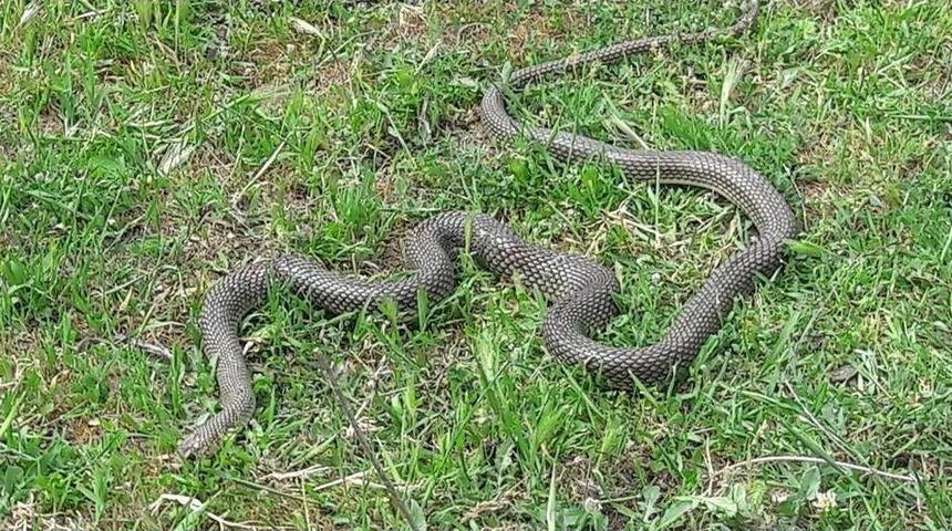 Kabir Ziyaretinde Yılan Saldırısı