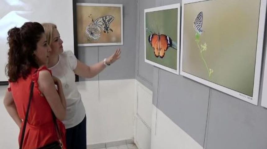 Mersin'in Kelebeklerini Fotoğrafladılar