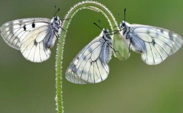 Mersin'in Kelebeklerini Fotoğrafladılar