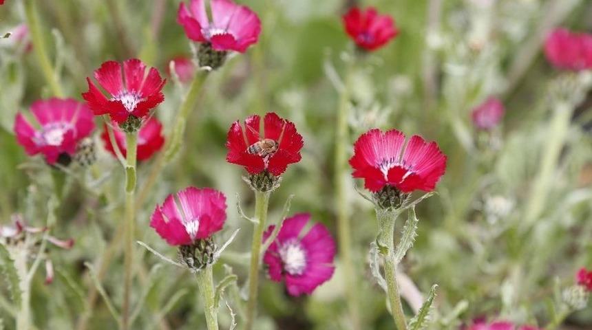 G&ouml;lbaşı&rsquo;nda Toprakla Buluşan Sevgi Tohumları &Ccedil;i&ccedil;ek A&ccedil;tı