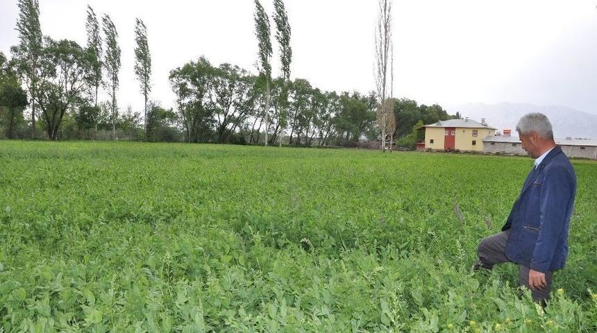 Elbistan&rsquo;da Yem Bezelyesi Ekimi Başarılı Oldu