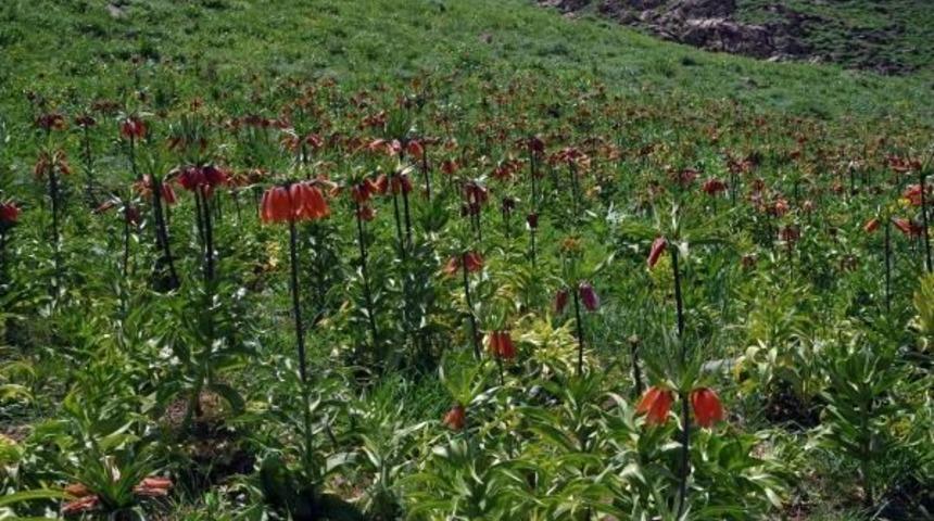 Y&uuml;ksekova&rsquo;Da Ters Laleler &Ccedil;i&ccedil;ek A&ccedil;tı