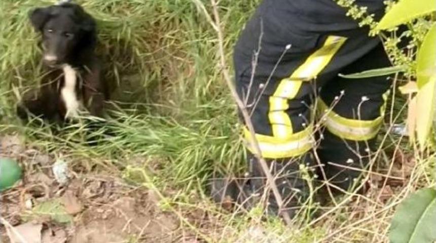 Kanalizasyona D&uuml;şen K&ouml;peği Liselilerin Dikkati Kurtardı