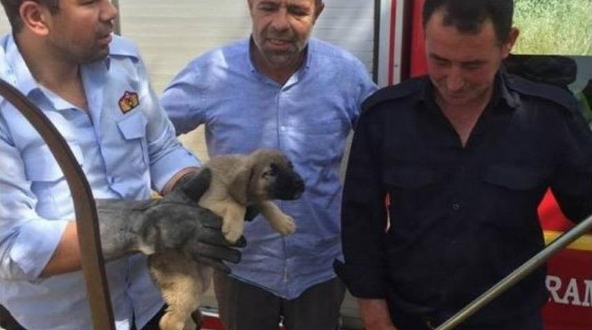 Kuyuya D&uuml;şen Yavru K&ouml;pek Kurtarıldı