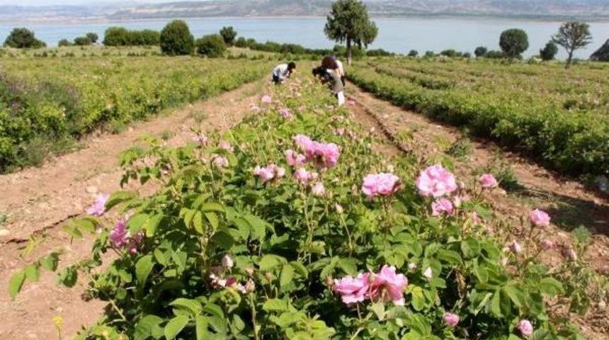 G&uuml;l Sayesinde 4 Yılda 5 Milyon Ton Su Tasarrufu Sağlandı