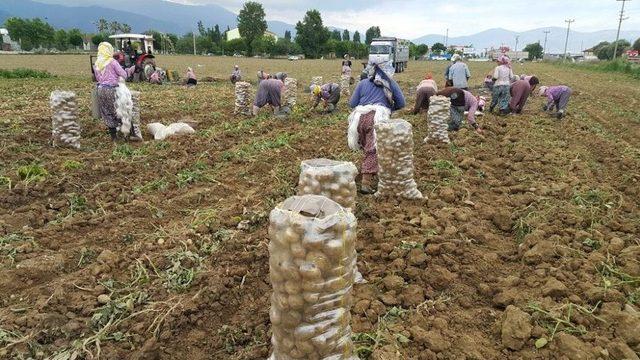 Patateste Bahar Bereketi 1