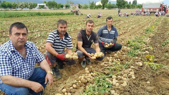 Patateste Bahar Bereketi 2