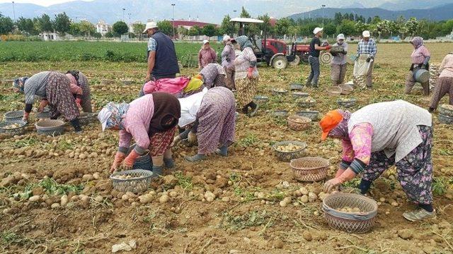 Patateste Bahar Bereketi 3