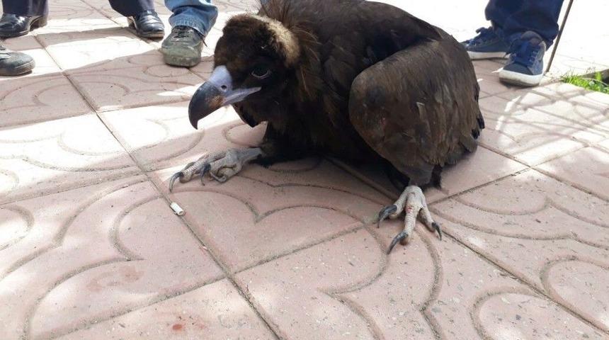 Bitkin Halde Bulunan Akbaba Tedavi Altına Alındı