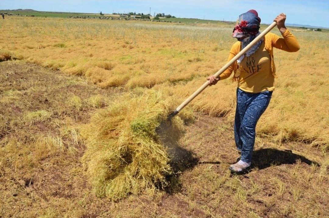 (&ouml;zel Haber) İş&ccedil;ilerin 40 Derecede Mercimek Hasadı