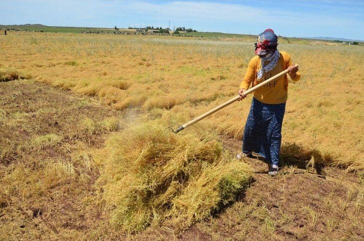 (özel Haber) İşçilerin 40 Derecede Mercimek Hasadı G2