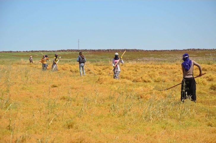 (özel Haber) İşçilerin 40 Derecede Mercimek Hasadı G3