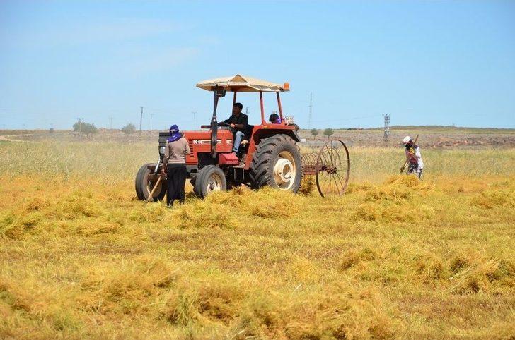 (özel Haber) İşçilerin 40 Derecede Mercimek Hasadı G4
