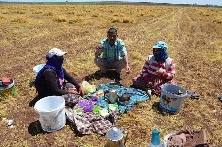 (özel Haber) İşçilerin 40 Derecede Mercimek Hasadı G5