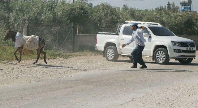 Adana’da Eşek Kaçtı, Sahibi Kovaladı 1