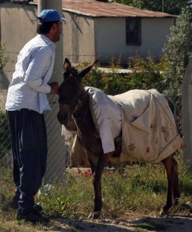 Adana’da Eşek Kaçtı, Sahibi Kovaladı 2