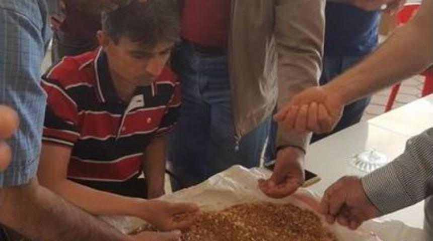 Kızıltepe’de Arpadan Sonra Yeni Mahsul Mercimek Hasadı Da Başladı