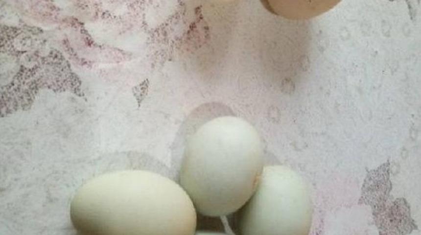 Değerini &Ouml;ğrenince Yeşil Yumurtlayan Tavuğunu Kesmekten Vazge&ccedil;ti