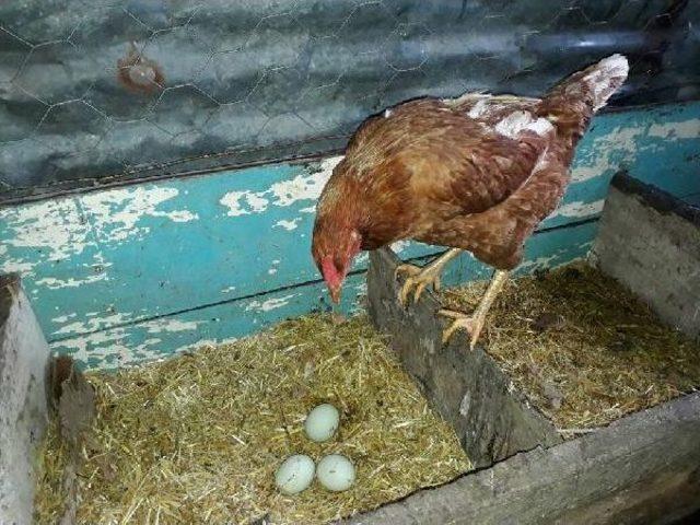 Değerini Öğrenince Yeşil Yumurtlayan Tavuğunu Kesmekten Vazgeçti