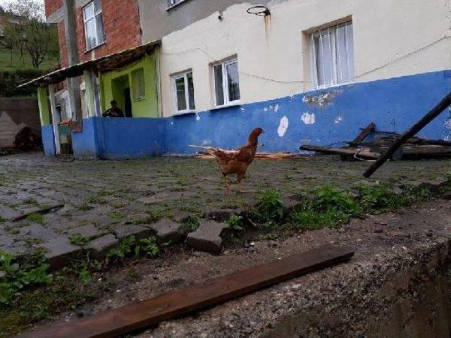 Değerini Öğrenince Yeşil Yumurtlayan Tavuğunu Kesmekten Vazgeçti