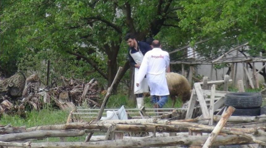 Ka&ccedil;an Kurbanlık Koyun Zor Anlar Yaşattı