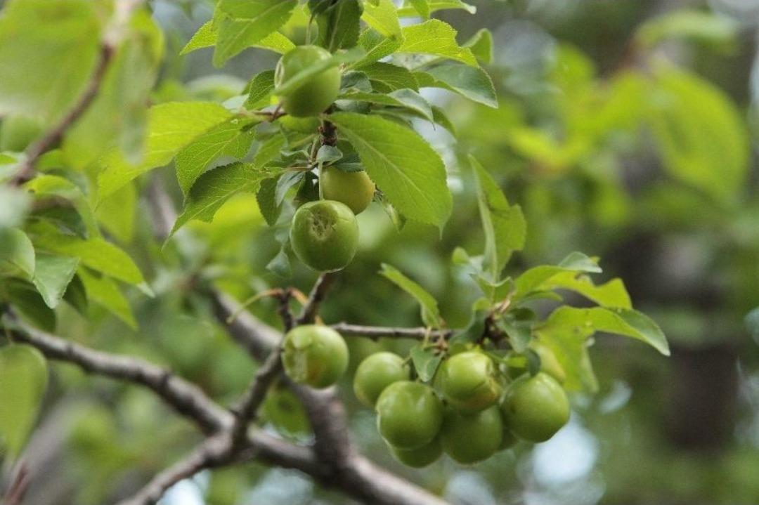 Ceviz B&uuml;y&uuml;kl&uuml;ğ&uuml;ndeki Dolu, Bah&ccedil;elere Zarar Verdi