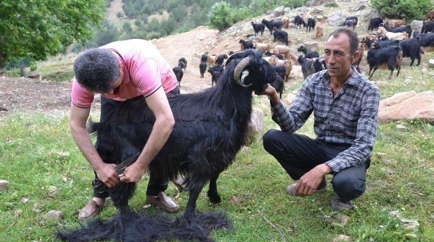Hassa&rsquo;da K&uuml;&ccedil;&uuml;kbaş Kırkım Sezonu Başladı