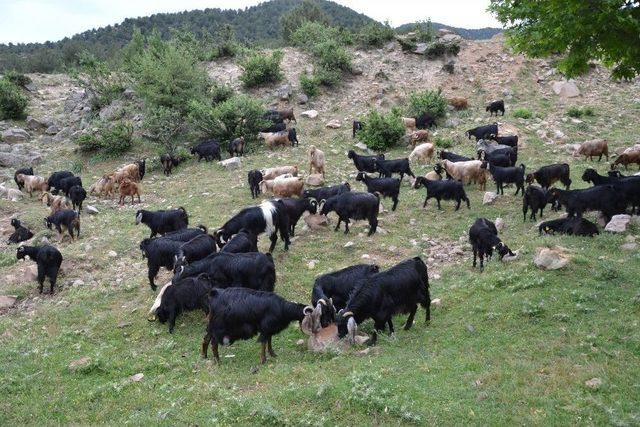 Hassa’da Küçükbaş Kırkım Sezonu Başladı