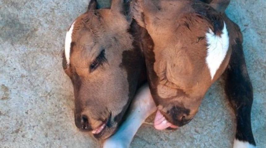 &Ccedil;ift Başlı Doğan Buzağı G&ouml;renleri Şaşırttı