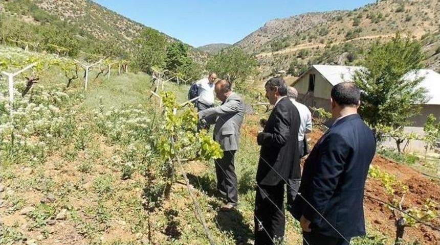 Bu Yıl 960 Bin Dekar Alana Hububat Ekildi