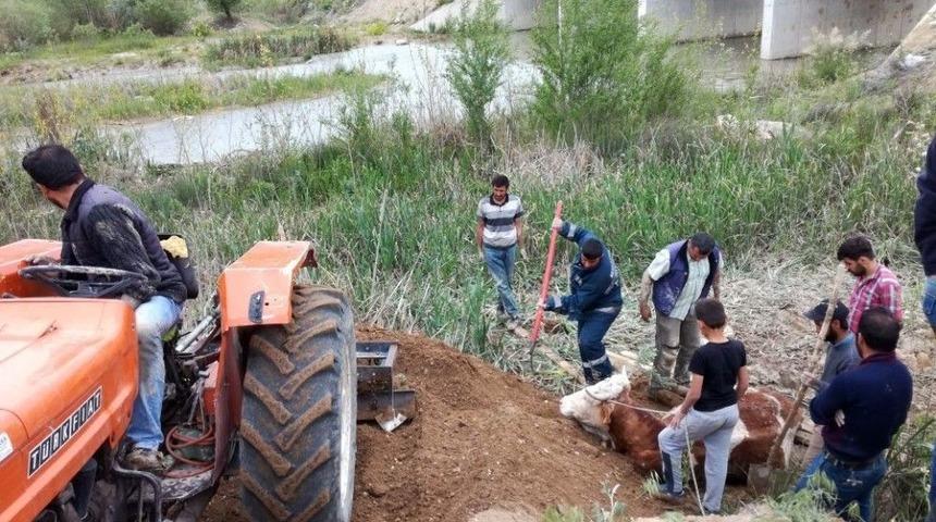 Bataklığa Saplanan İneği İtfaiye Kurtardı