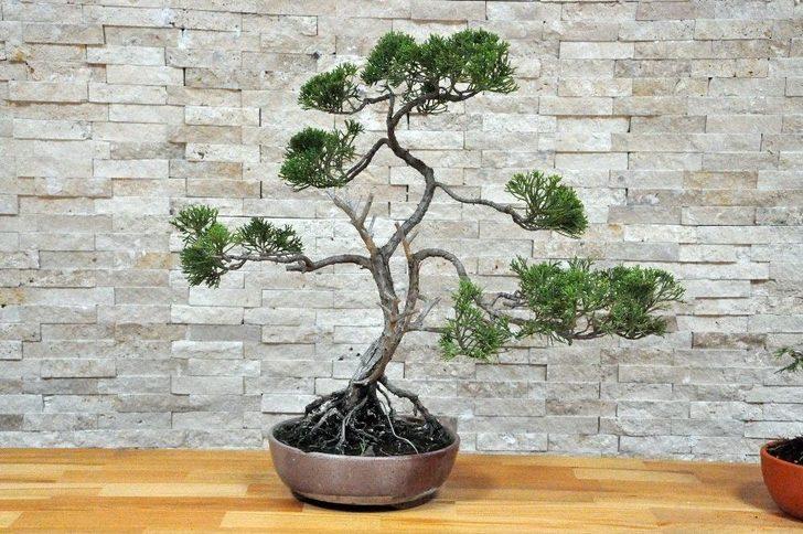 (özel Haber) Bonsai Sanatı İle Ağaçlara Şekil Verdiler G2