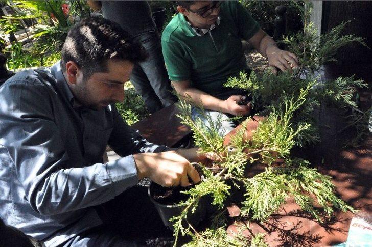 (özel Haber) Bonsai Sanatı İle Ağaçlara Şekil Verdiler G3