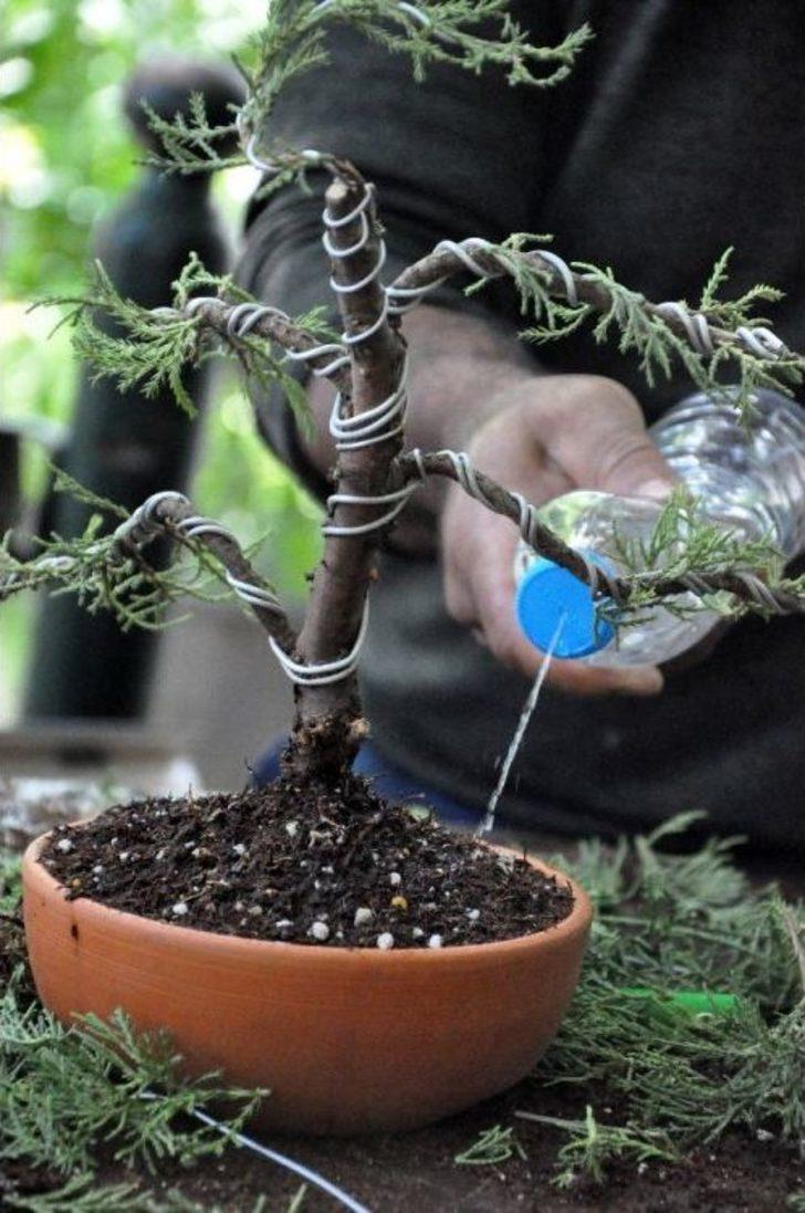 (özel Haber) Bonsai Sanatı İle Ağaçlara Şekil Verdiler G4
