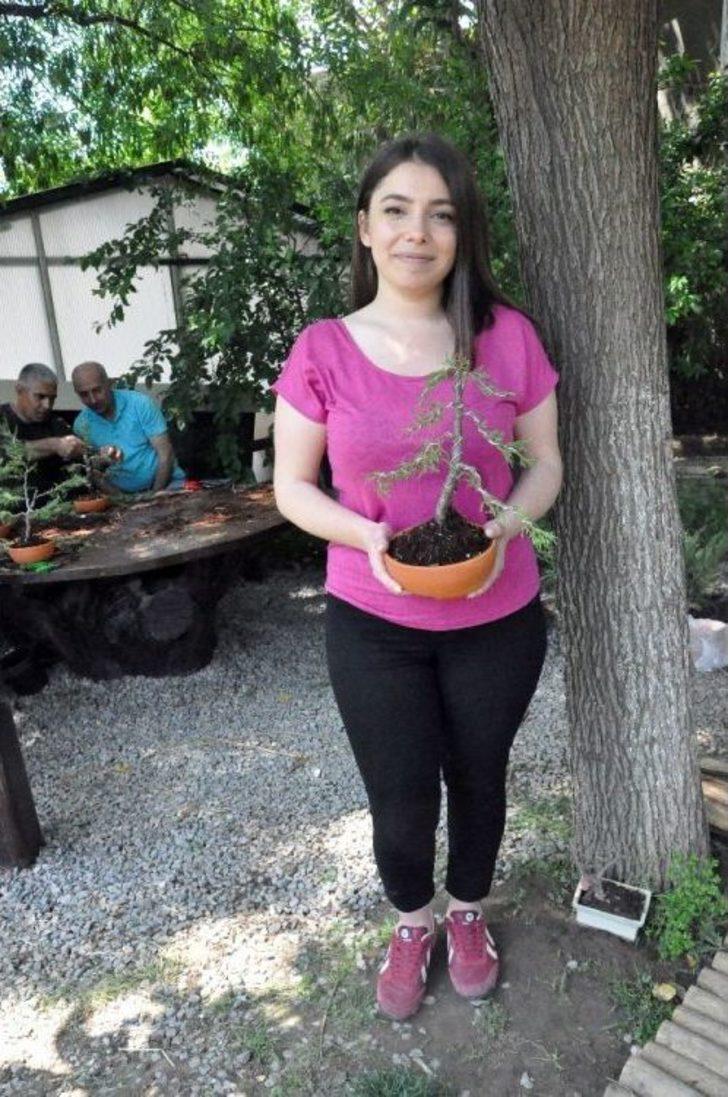 (özel Haber) Bonsai Sanatı İle Ağaçlara Şekil Verdiler G5