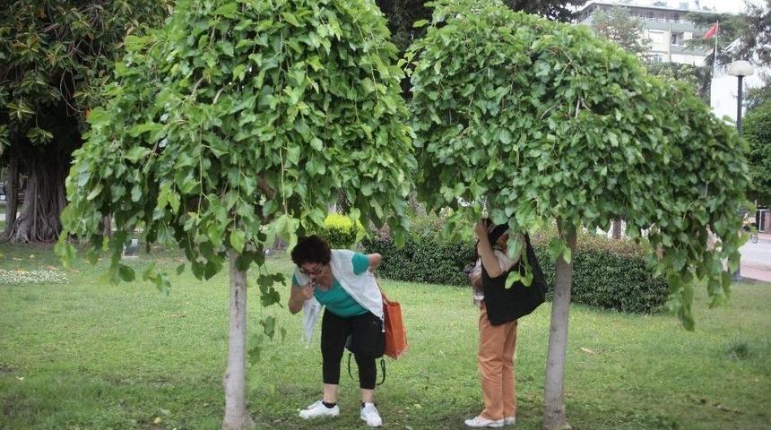 Vatandaşın Karadut Aşkı