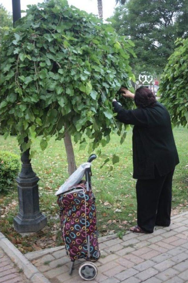 Vatandaşın Karadut Aşkı