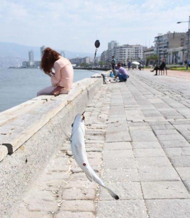 Körfez Olta Balıkçısının Yüzünü Güldürüyor