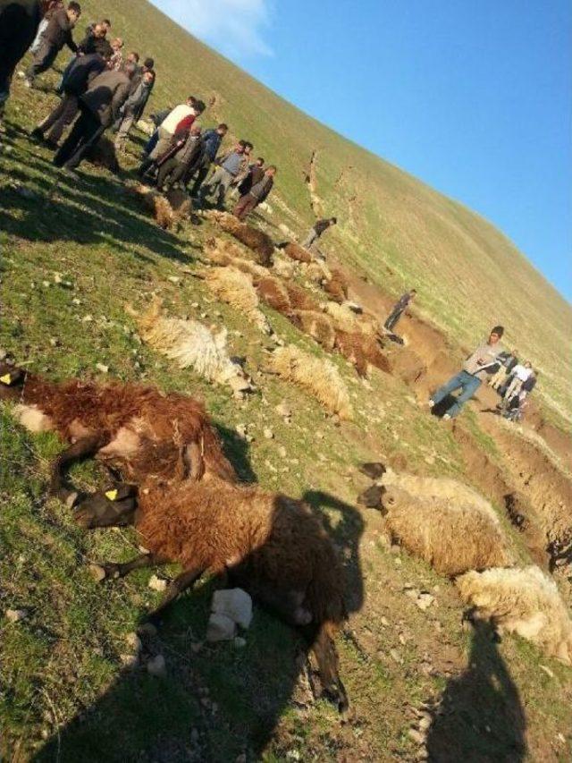 Ağrı'da Sele Kapılan 70 Koyun Telef Oldu