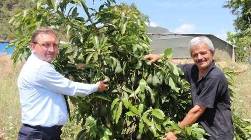 Avokadoda 'alanya' Markası Doğuyor