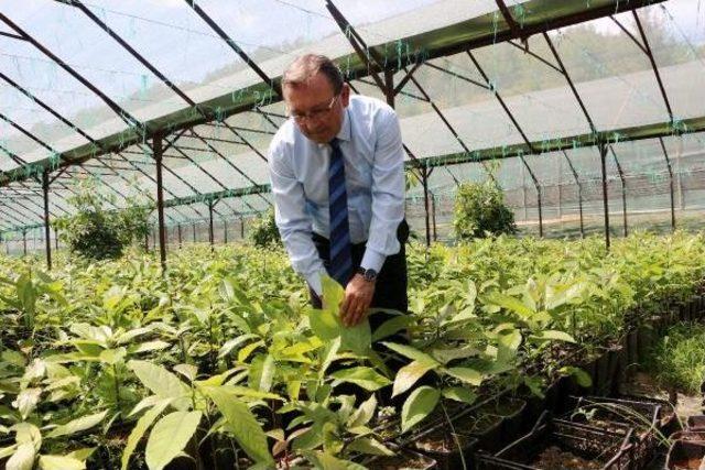 Avokadoda 'alanya' Markası Doğuyor