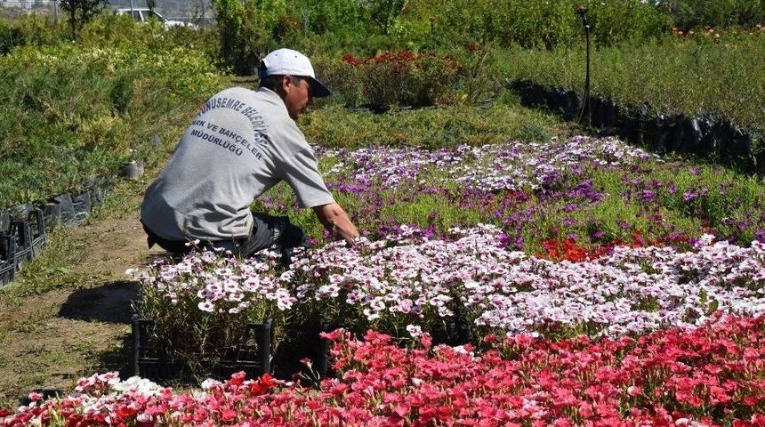 Yunusemre Yazın Da Rengarenk Olacak