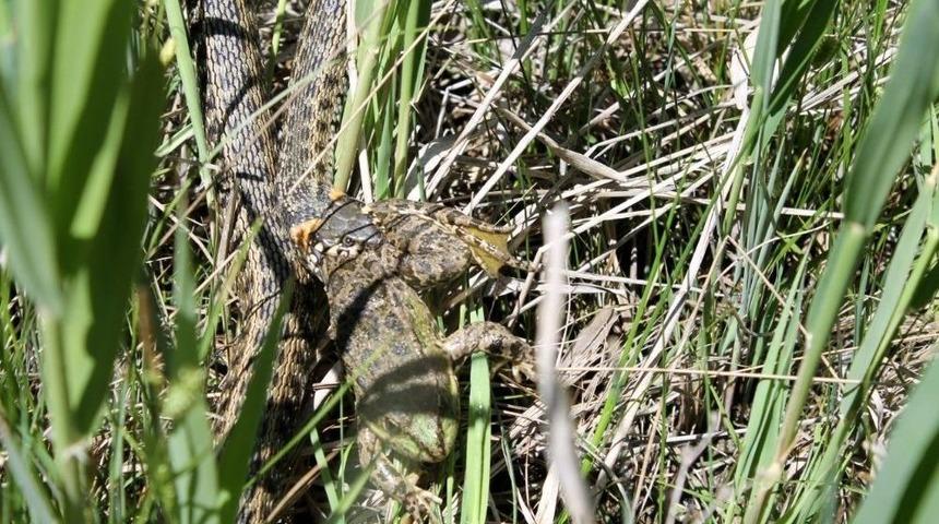Su Yılanı Avını Yerken G&ouml;r&uuml;nt&uuml;lendi