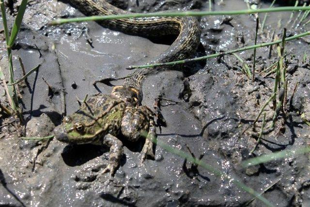 Su Yılanı Avını Yerken G&ouml;r&uuml;nt&uuml;lendi 1