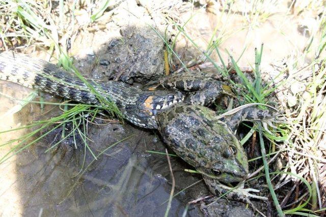 Su Yılanı Avını Yerken G&ouml;r&uuml;nt&uuml;lendi 2