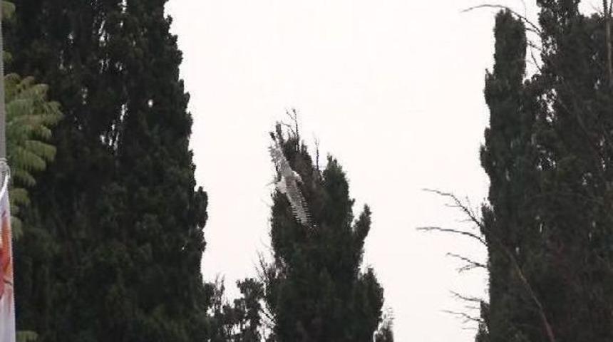 Şişli'de Martı Kurtarma Operasyonu