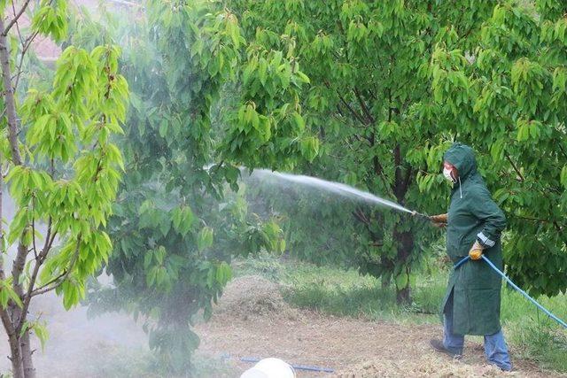 Dalbastı Kirazında Toplu İlaçlamalar Başladı