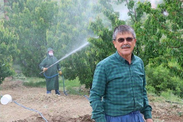 Dalbastı Kirazında Toplu İlaçlamalar Başladı