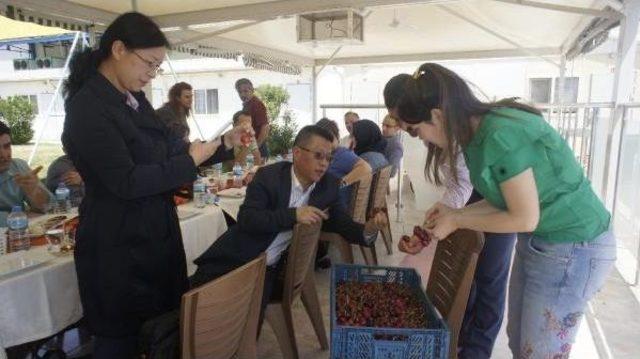 Türk Kirazı Çin Yolunda